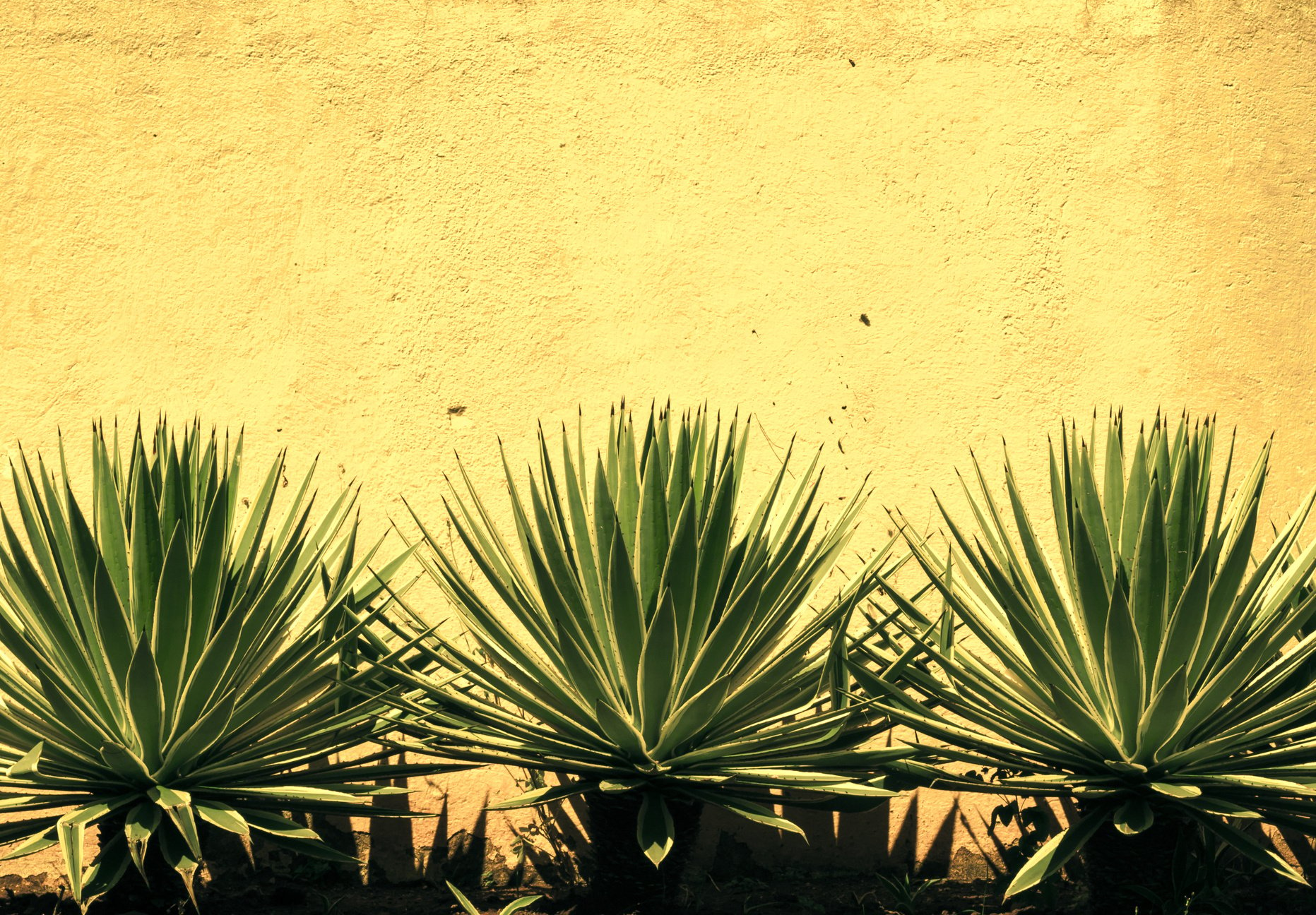 Three cactus staring a wall in retro style